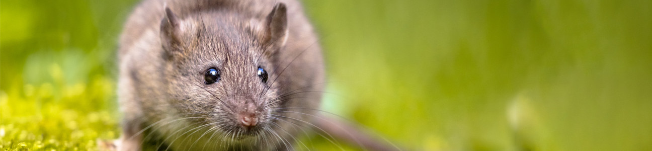 Deratizacija – Suzbijanje glodara