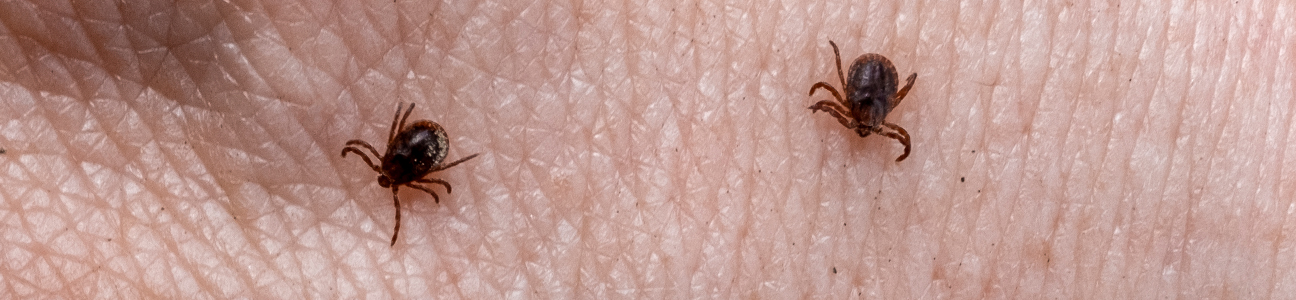 Dezinsekcija – Suzbijanje krpelja