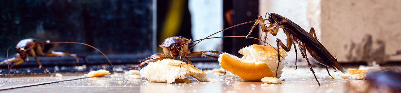 Suzbijanje gamižućih insekata