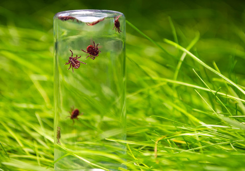 Dezinsekcija – Suzbijanje krpelja