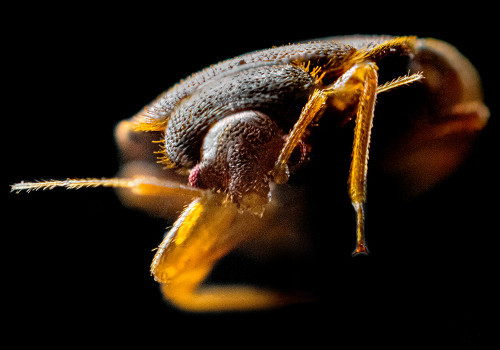 Dezinsekcija – Suzbijanje stenica