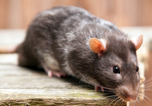 Deratizacija – Suzbijanje glodara