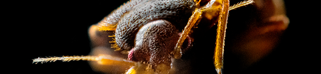 Dezinsekcija – Suzbijanje stenica