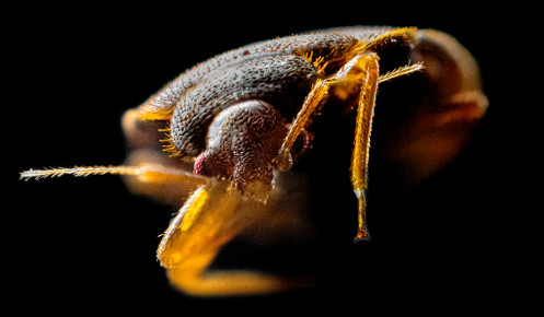 KREVETNE STENICE 5 OZBILJNIH GREŠAKA