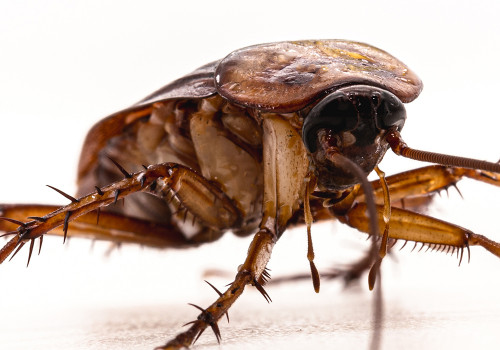 Suzbijanje gamižućih insekata